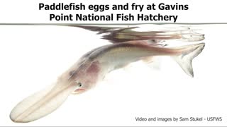 Hatching Paddlefish Eggs