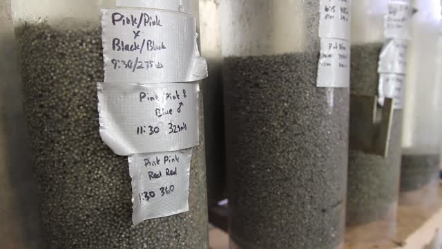 Paddlefish Egg Hatch at Gavins Point National Fish Hatchery