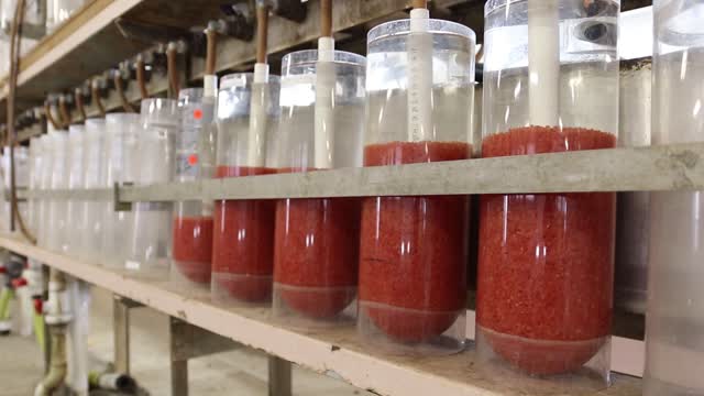Rainbow Trout Eggs and Fry