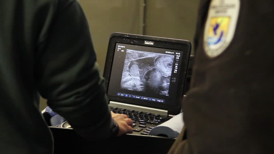 Ultrasounds for Pallid Sturgeon