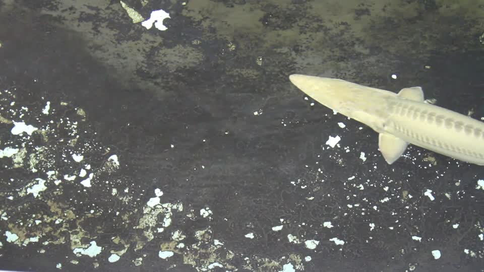 Pallid Sturgeon Broodstock
