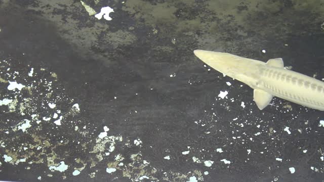 Pallid Sturgeon Broodstock