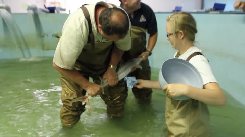 Spawning Pallid Sturgeon at Gavins Point National Fish Hatchery