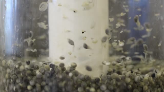 Pallid Sturgeon Fry