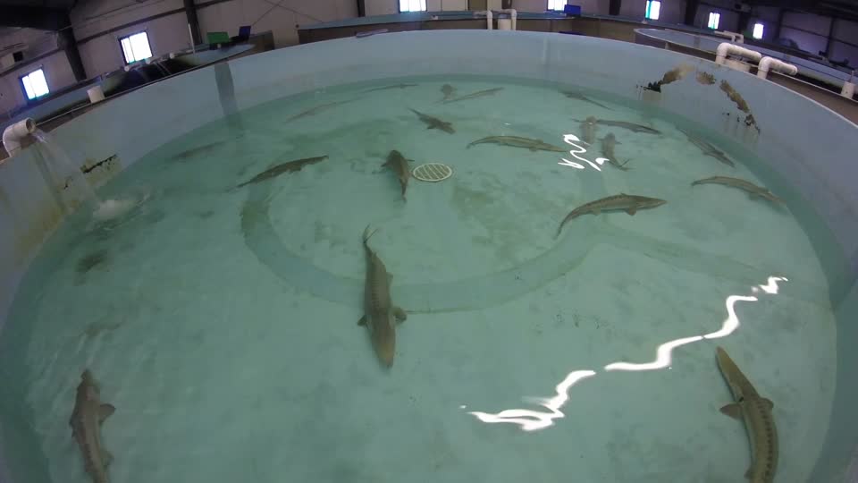 Spawning Pallid Sturgeon at Gavins Point National Fish Hatchery