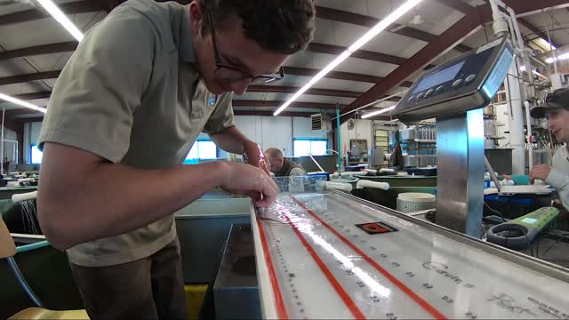 Tagging Pallid Sturgeon at Gavins Point National Fish Hatchery