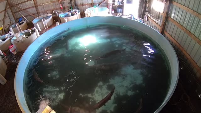 Inside the Tank of Paddlefish Broodstock at Gavins Point National Fish Hatchery