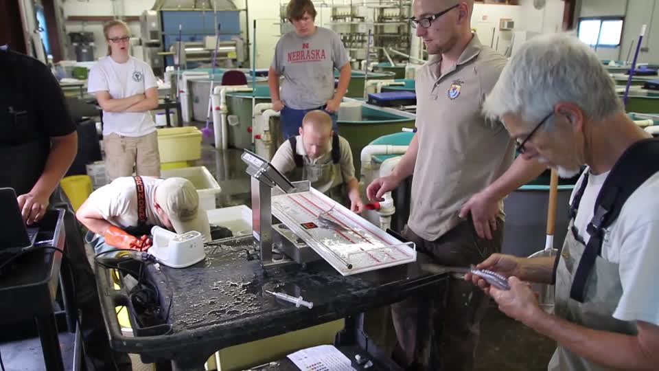 Tagging Pallid Sturgeon at Gavins Point National Fish Hatchery