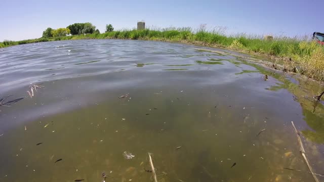 Swimming with smallmouth bass