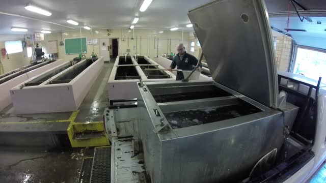 Loading Up Feeder Trout at Gavins Point National Fish Hatchery
