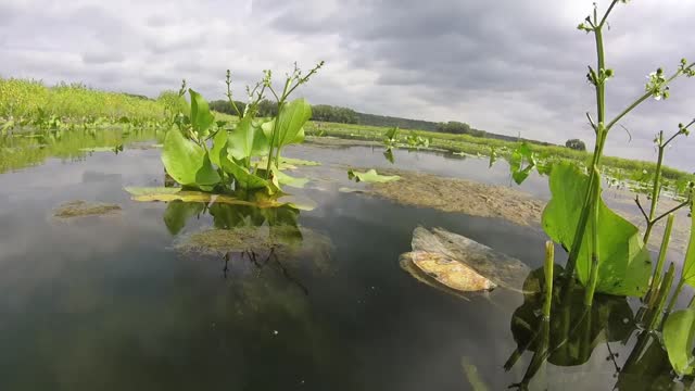 Juvenile Redear Sunfish