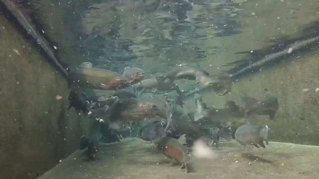 Rainbow Trout at Gavins Point National Fish Hatchery