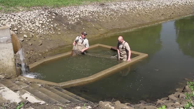 Relocating Rainbow Trout at a Hatchery