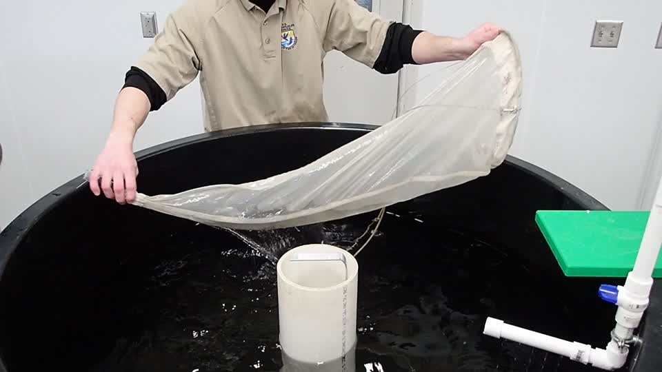Preparing Burbot from Garrison Dam National Fish Hatchery for Stocking