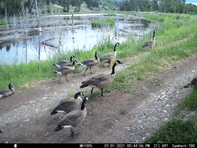 A Gaggle of Geese