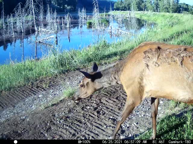 Elk