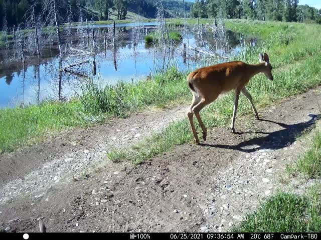 White-tailed Deer