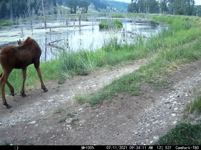 Moose calf