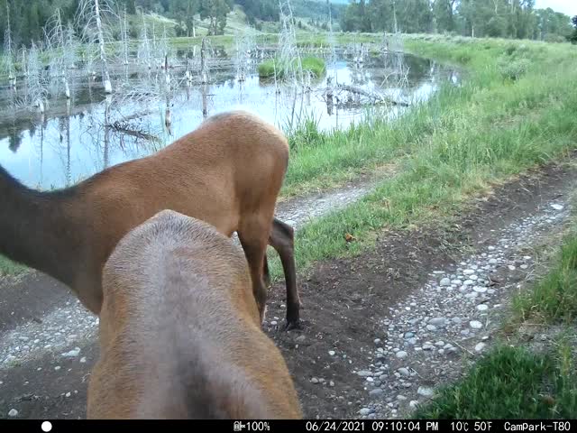 Elk