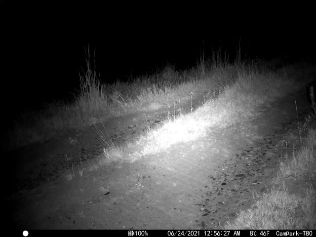 Striped Skunk