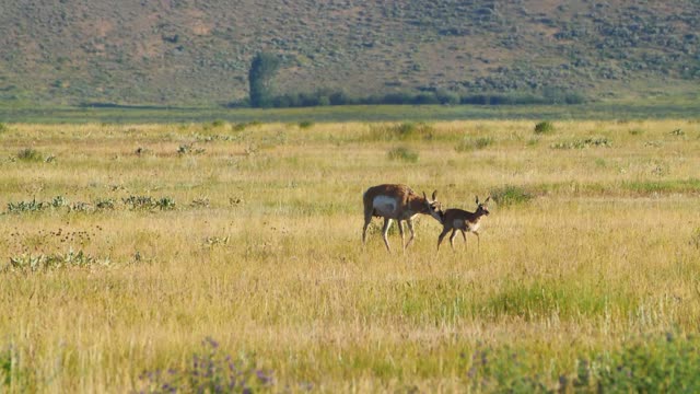 Pronghorn