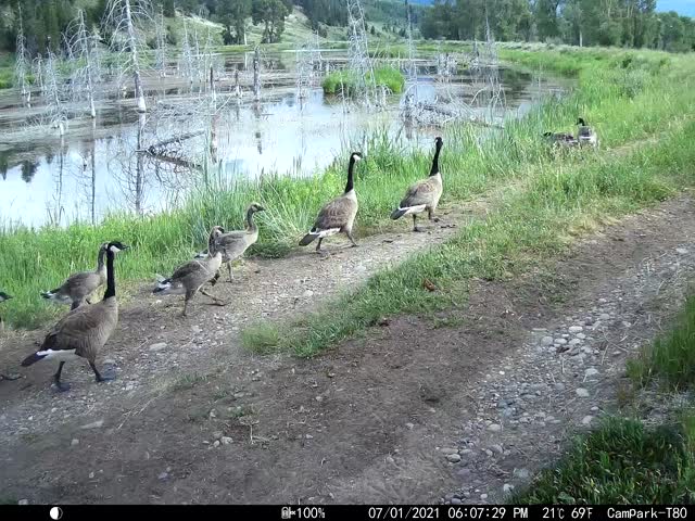 A Gaggle of Geese