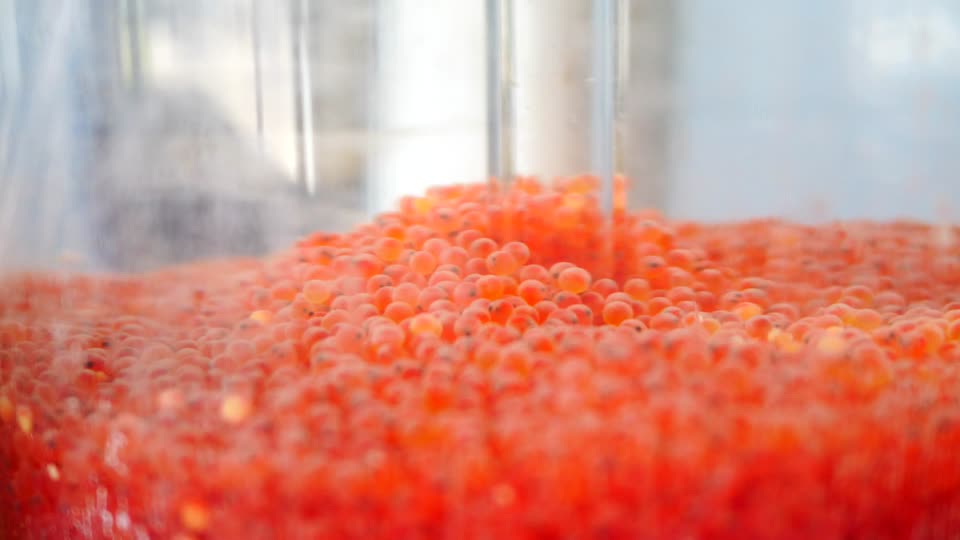 Snake River Cutthroat Trout Eggs at the Jackson National Fish Hatchery