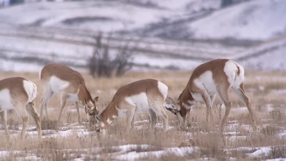 Digi-scoping on the National Elk Refuge