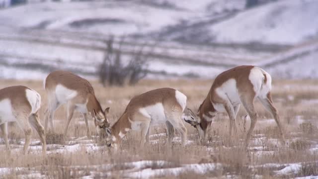Digi-scoping on the National Elk Refuge