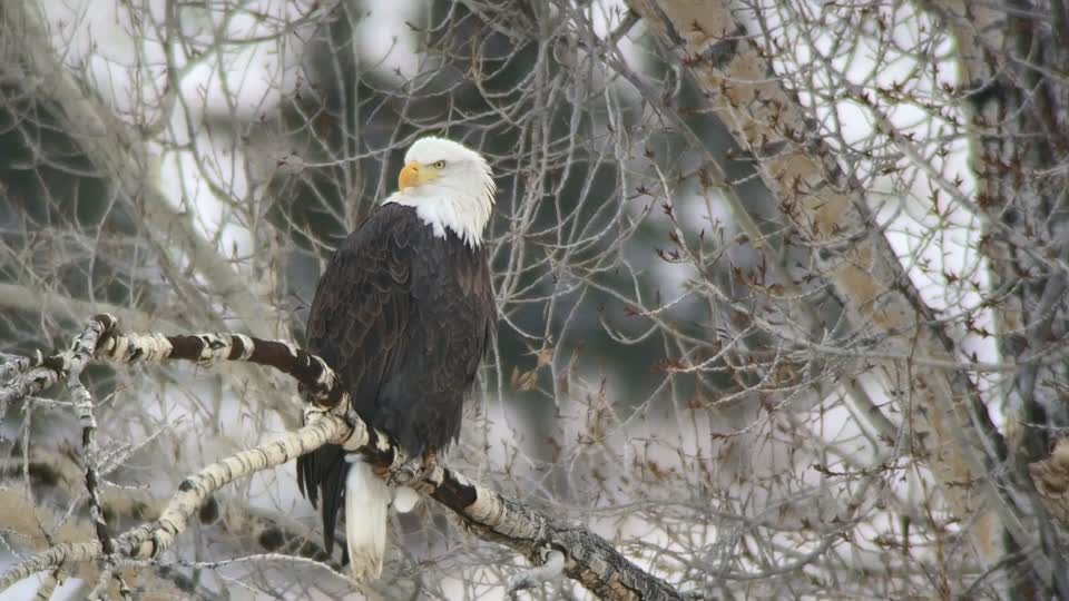 Digi-scoping on the National Elk Refuge