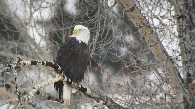 Digi-scoping on the National Elk Refuge