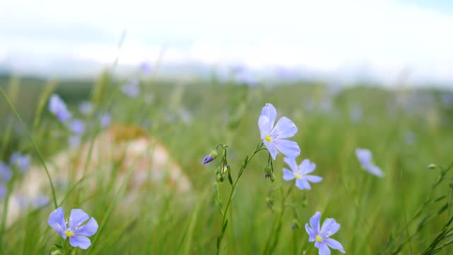 Blue Flax on the National Elk Refuge
