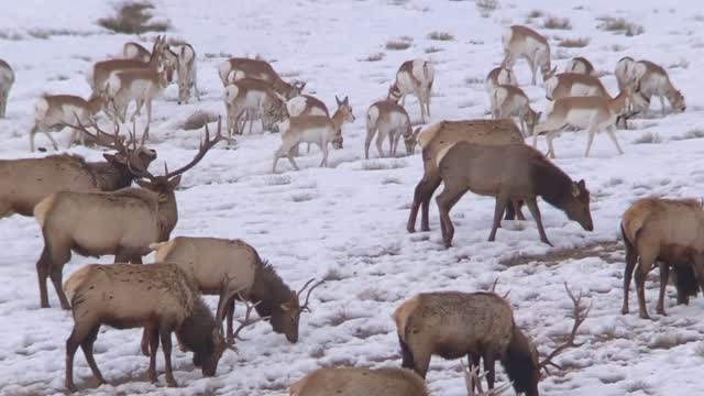 Digi-scoping on the National Elk Refuge