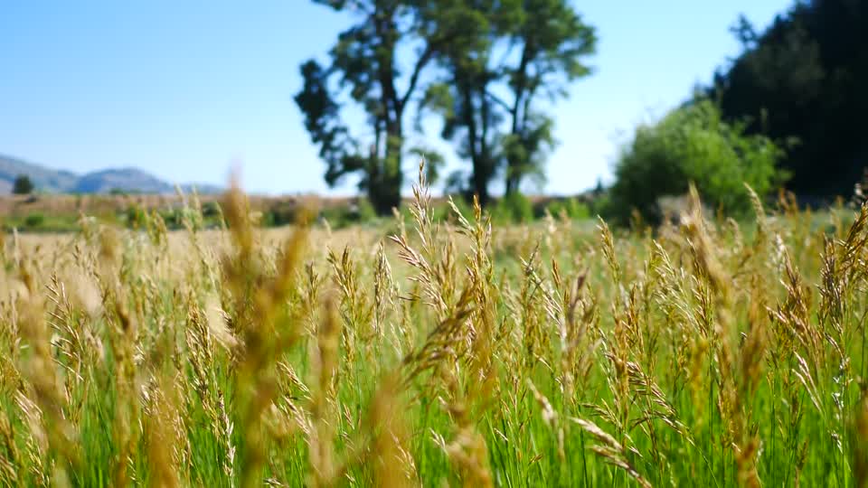 Grasslands on the National Elk Refuge
