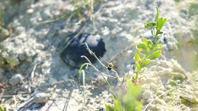 Ground Bee on the National Elk Refuge