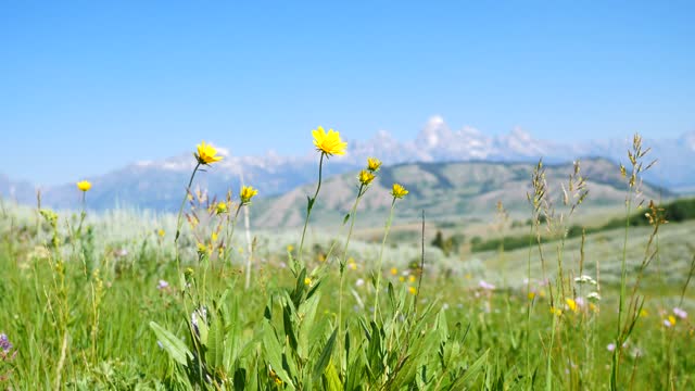 Wildflowers on the National Elk Refuge