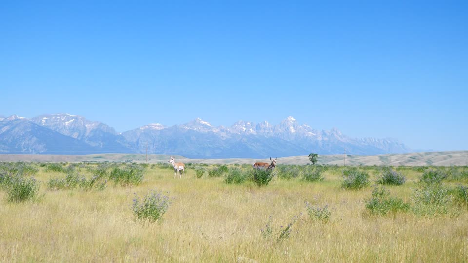 Pronghorn on the National Elk Refuge