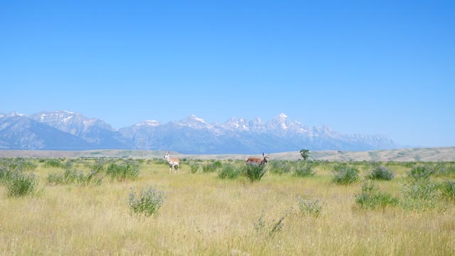 Pronghorn on the National Elk Refuge