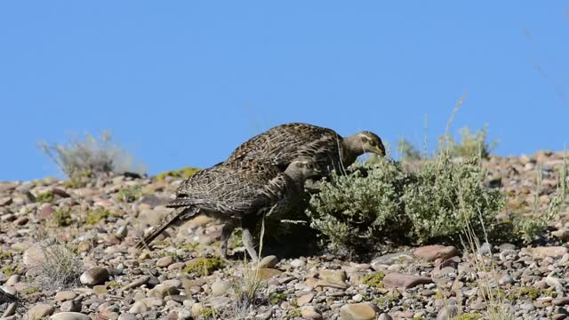 Greater sage-grouse at Seedskadee National Wildlife Refuge