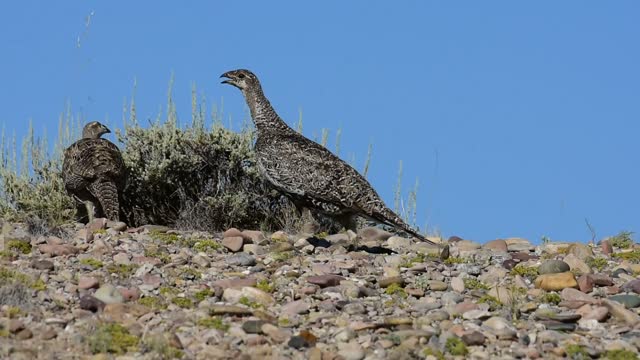 Greater sage-grouse at Seedskadee National Wildlife Refuge