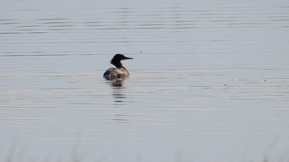 Mergansers on the National Elk Refuge