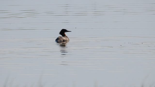 Mergansers on the National Elk Refuge