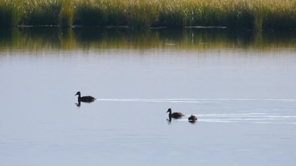 Ducks on the National Elk Refuge
