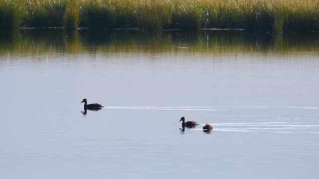 Ducks on the National Elk Refuge