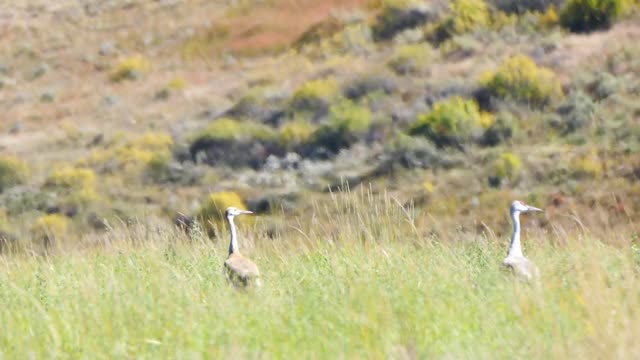Sandhill Crane and Colt on the National Elk Refuge
