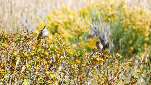 Savannah Sparrows on the National Elk Refuge