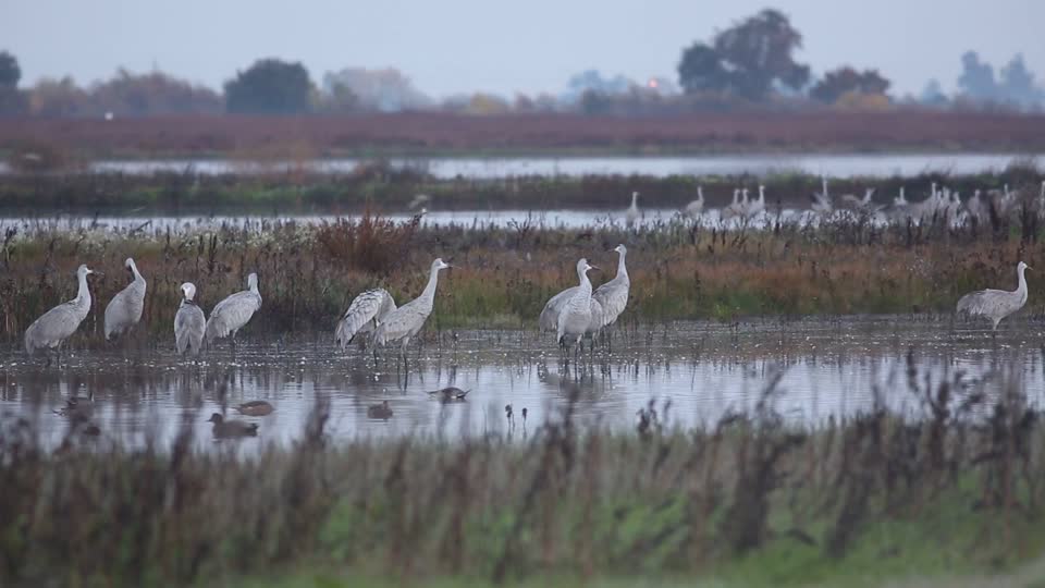 Cosumnes River Preserve