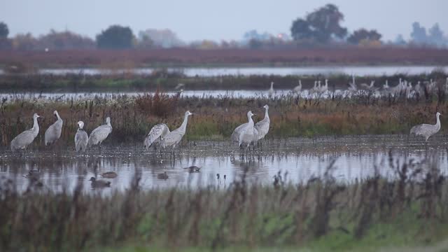 Cosumnes River Preserve