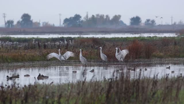 Cosumnes River Preserve