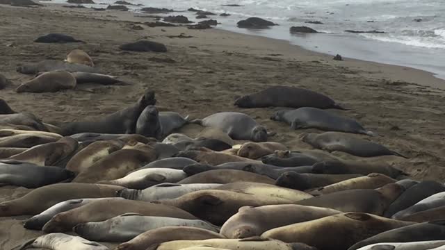 Piedras Blancas Elephant Seal Rookery